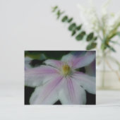 Carte Postale White Clematis (Debout devant)
