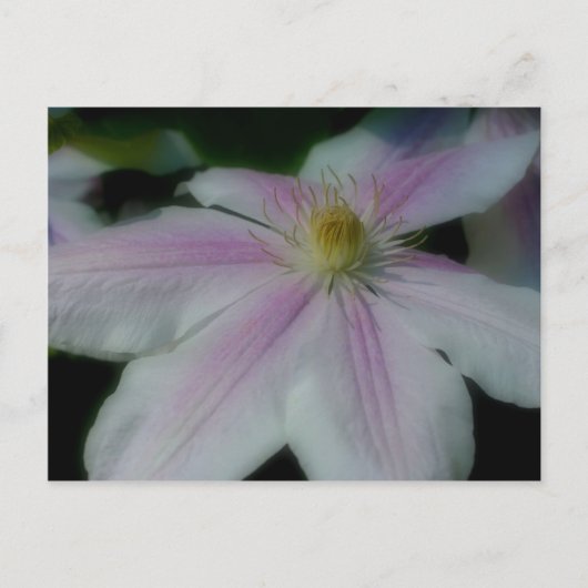 Carte Postale White Clematis (Devant)