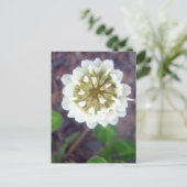 Carte postale White Clover Blossom 1 (Debout devant)