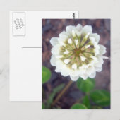 Carte postale White Clover Blossom 1 (Devant / Derrière)