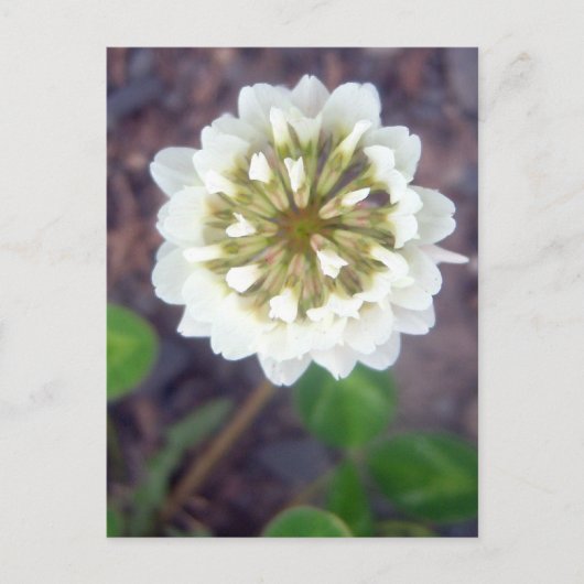 Carte postale White Clover Blossom 1 (Devant)