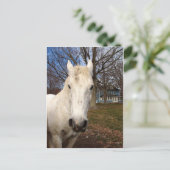 Carte Postale White Clydesdale (Debout devant)