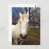 Carte Postale White Clydesdale (Devant / Derrière)