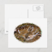 Carte Postale White Deer Fawn (Devant / Derrière)