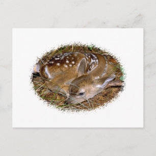 Carte Postale White Deer Fawn