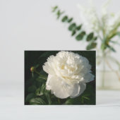Carte postale White Double Peonies (Debout devant)