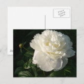 Carte postale White Double Peonies (Devant / Derrière)