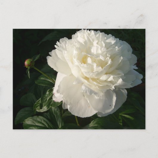 Carte postale White Double Peonies (Devant)