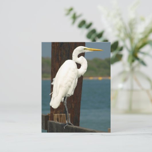 Carte postale White Egret (Debout devant)