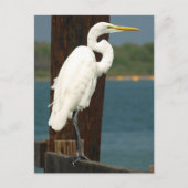 Carte postale White Egret (Devant)