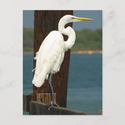 Carte postale White Egret (Devant)