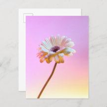Carte postale White Gerbera Daisy