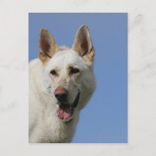 Carte Postale White German Shepherd