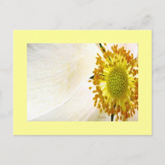 Carte postale White Globe Flower (Devant)
