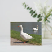 Carte Postale White goose near of pond (Debout devant)