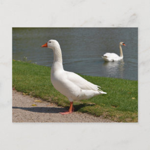 Carte Postale White goose near of pond