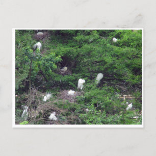 Carte postale White Great Egret Nesting
