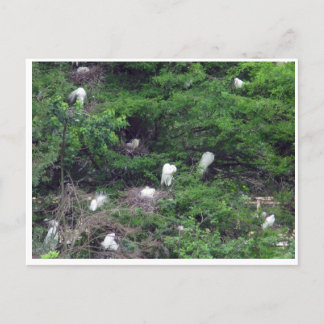 Carte postale White Great Egret Nesting