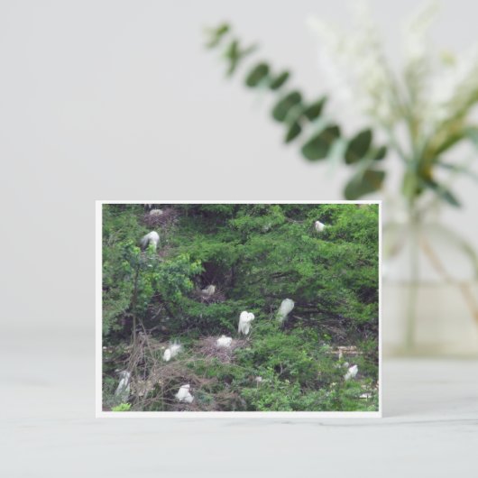 Carte postale White Great Egret Nesting (Debout devant)