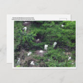 Carte postale White Great Egret Nesting (Devant / Derrière)