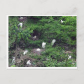 Carte postale White Great Egret Nesting (Devant)