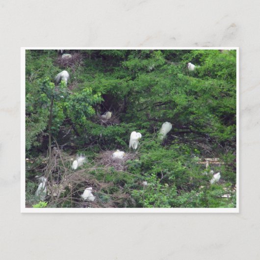 Carte postale White Great Egret Nesting (Devant)