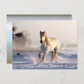Carte Postale White Horse Galloping (Devant / Derrière)