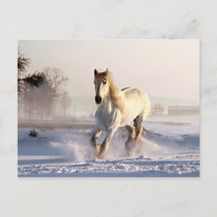 Carte Postale White Horse Galloping
