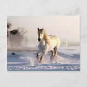 Carte Postale White Horse Galloping (Devant)