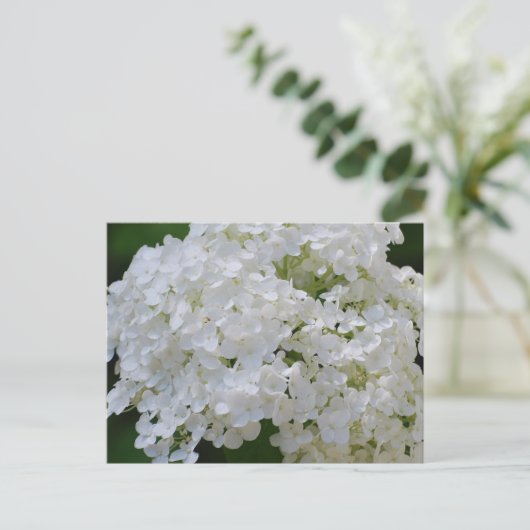 Carte postale White Hydrangeas (Debout devant)