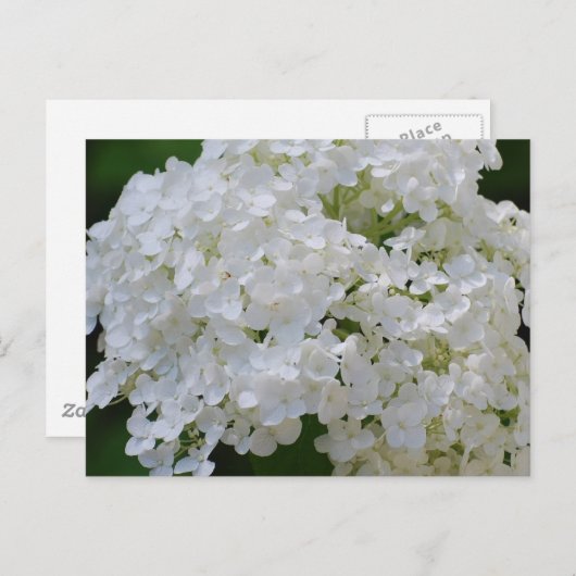 Carte postale White Hydrangeas (Devant / Derrière)