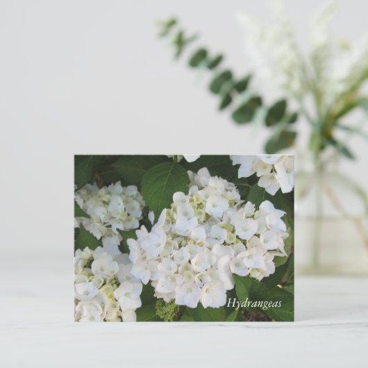 Carte Postale White Hydrangeas (Debout devant)