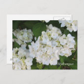 Carte Postale White Hydrangeas (Devant / Derrière)