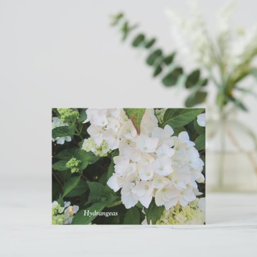 Carte Postale White Hydrangeas (Debout devant)