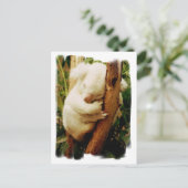 Carte postale White Koala Bear (Debout devant)