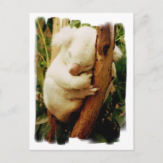 Carte postale White Koala Bear (Devant)