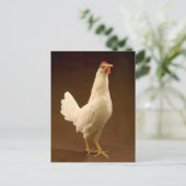 Carte Postale White Leghorn (Debout devant)