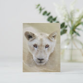 Carte Postale White Lion Spirit Guerrier Afrique (Debout devant)