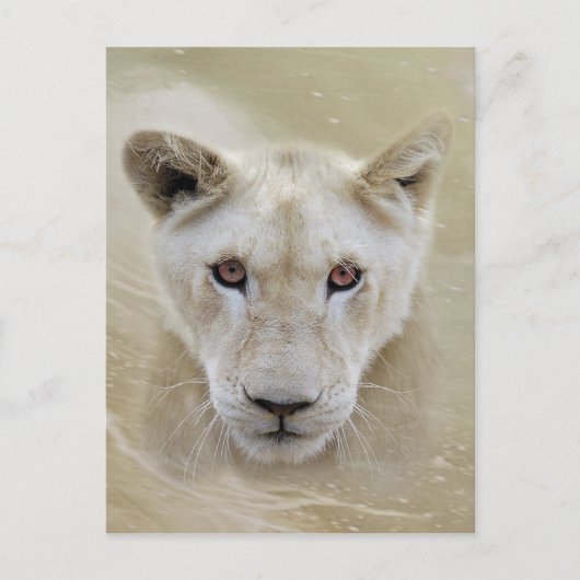 Carte Postale White Lion Spirit Guerrier Afrique (Devant)