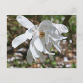 Carte Postale White Magnolia Flower Personalized (Devant)