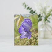 Carte Postale White Monkshood, île de l'Unalaska (Debout devant)