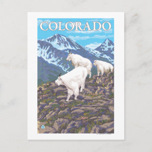 Carte Postale White Mountain Goat FamilyColorado