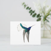 Carte Postale White-necked Jacobin Hummingbird (Debout devant)