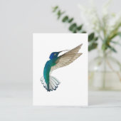 Carte Postale White-necked Jacobin Hummingbird (Debout devant)