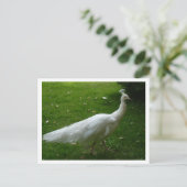 Carte Postale White Peacock (Debout devant)