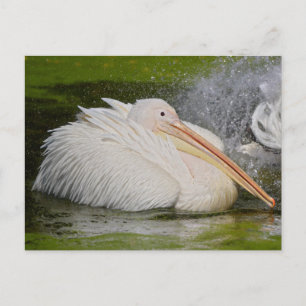 Carte Postale White pelicans on the water