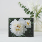 Carte postale White Peony (Debout devant)