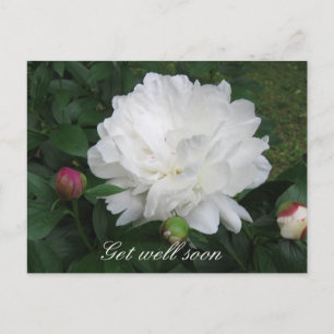 Carte postale White Peony