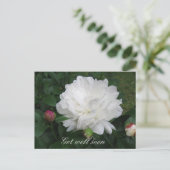 Carte postale White Peony (Debout devant)
