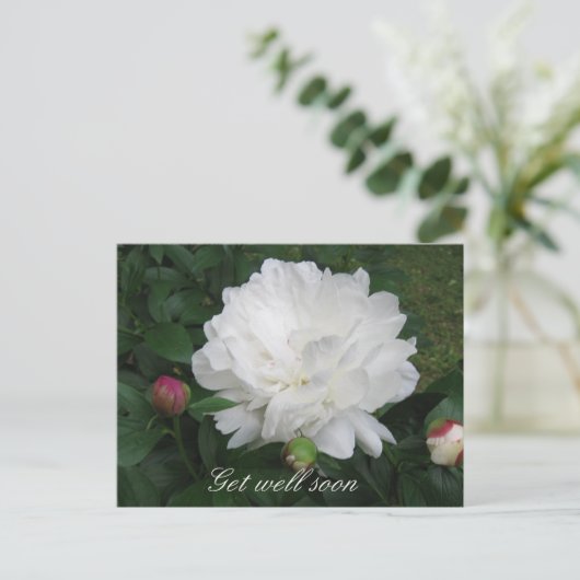 Carte postale White Peony (Debout devant)